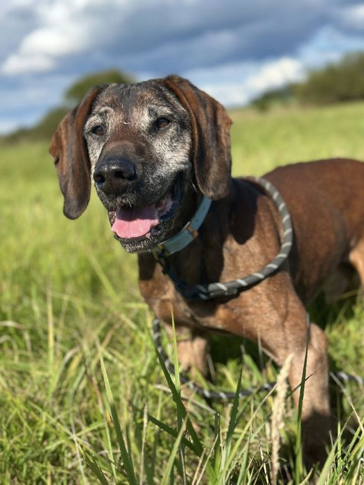 Trio, senior posokowiec bardzo źle znosi Schronisko