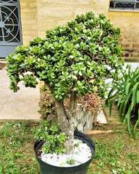 Cato moedeiro e da fortuna tipo bonsai gigante de vários tamanhos