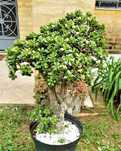 Cato moedeiro e da fortuna tipo bonsai gigante de vários tamanhos