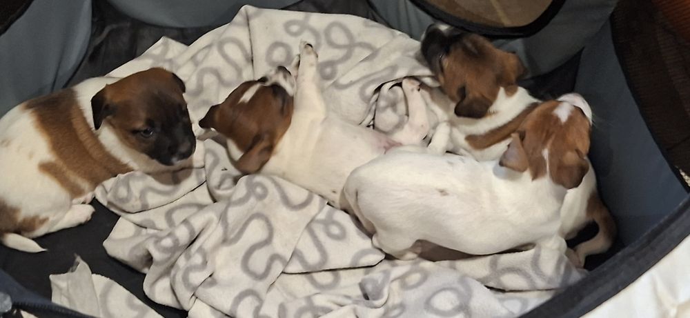 Szczenię jack Russell terrier z metryką