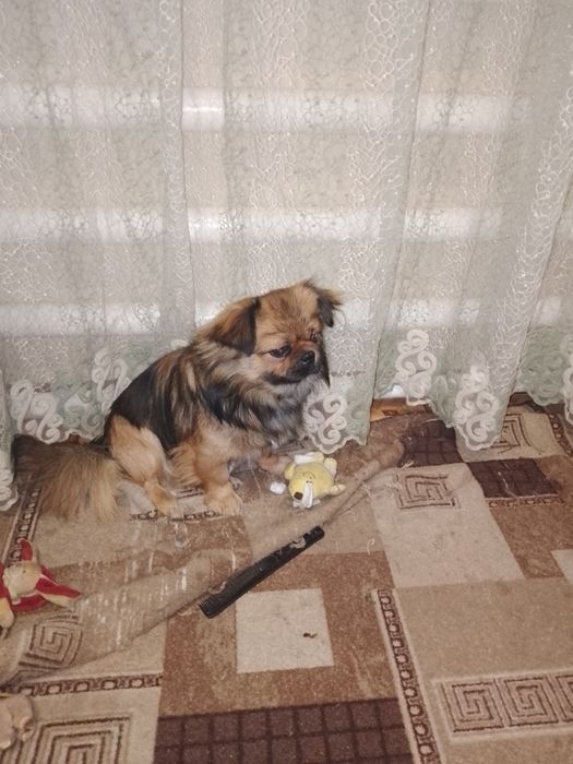 В'язка  пекінес.