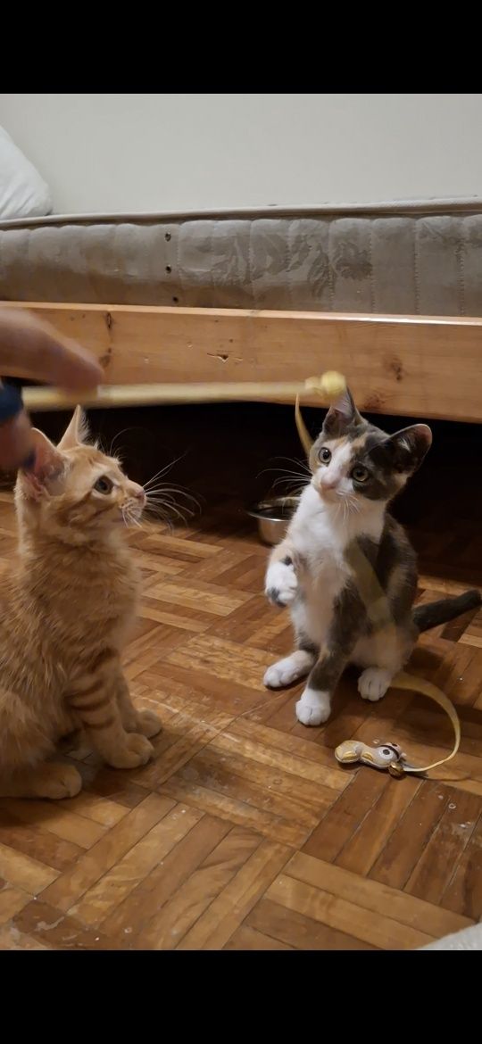 Gatinha para adopção 2 MESES