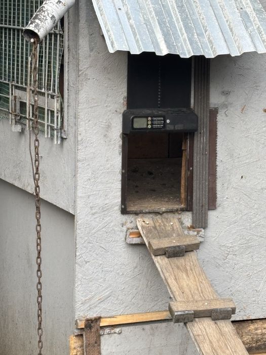 Kurnik ocieplony zdrowy