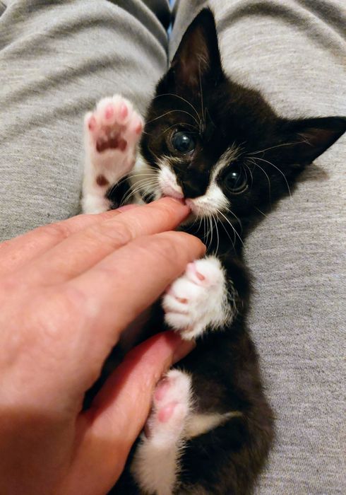 Mały Lucuś szuka domku!