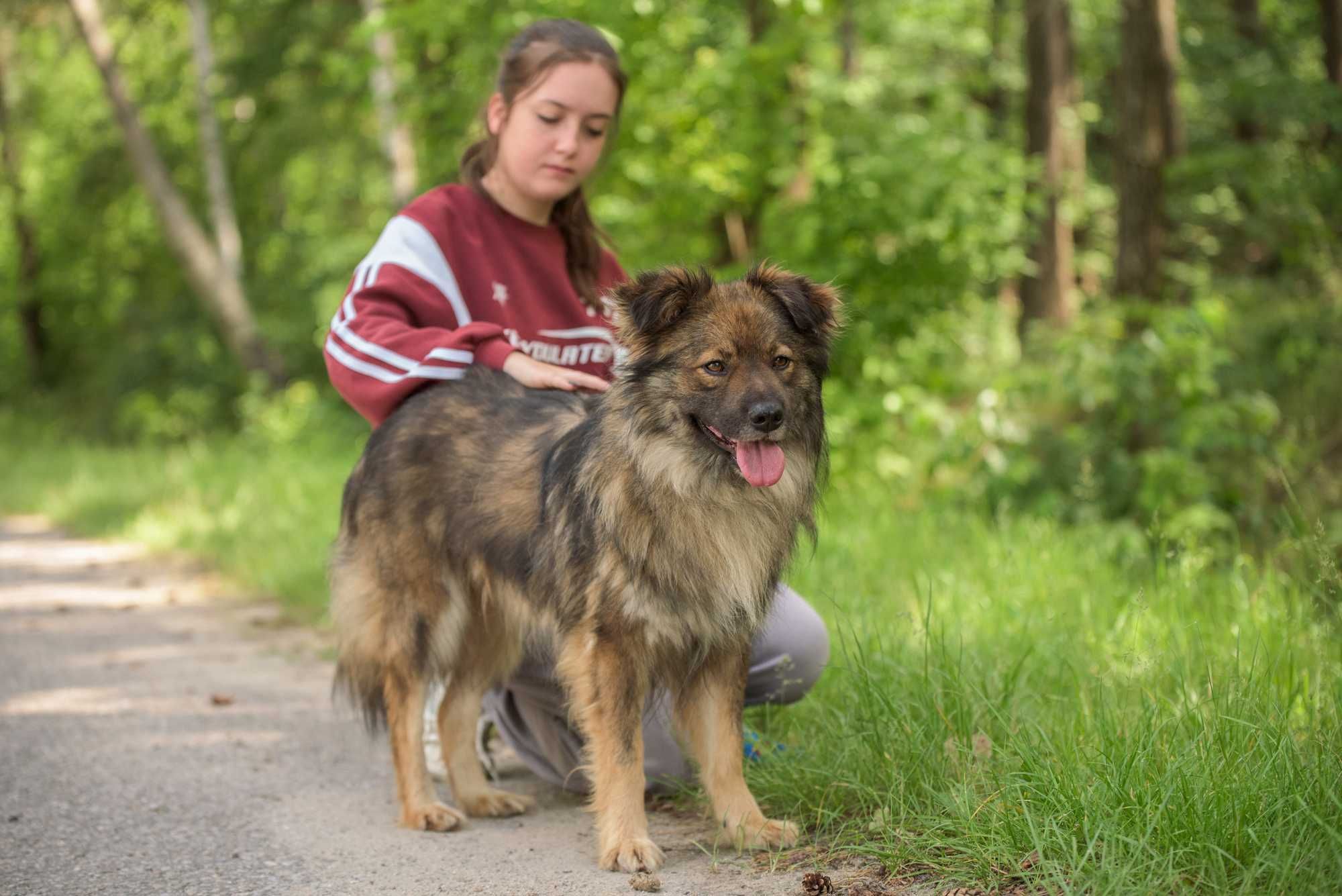 Piękny długowłosy psiak - Abalos szuka domu