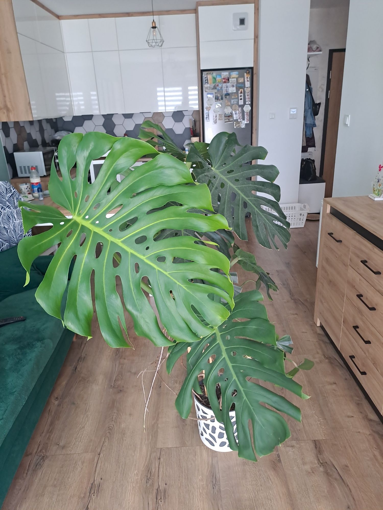 Monstera 110cm z donica