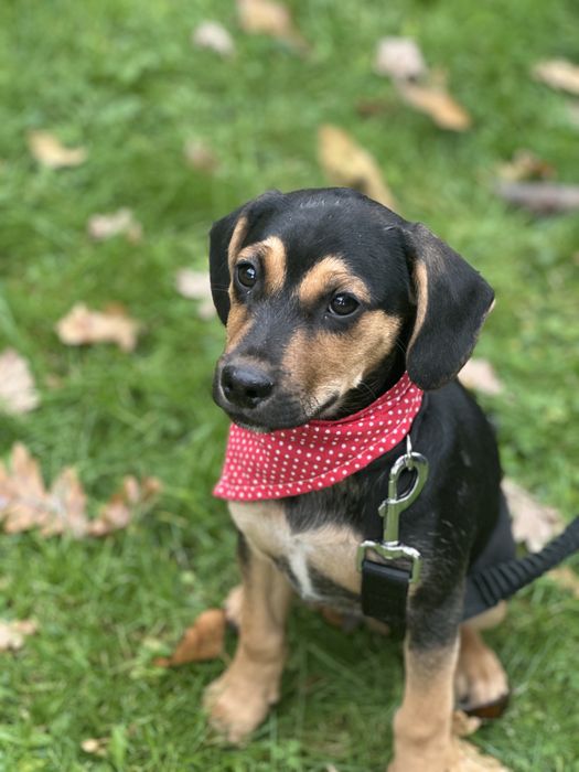 Cudny Fredi szuka domku