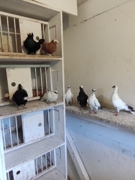 Gołębie ozdobne szeki końcate koroniate samce samice