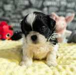 Shih tzu zapraszam