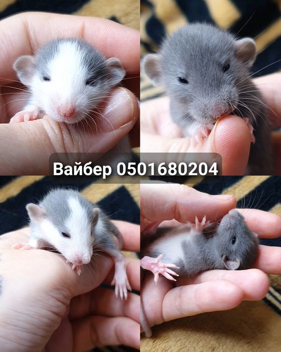 Крысята Дамбо окрас графит, бежевый голубой хаски крыса