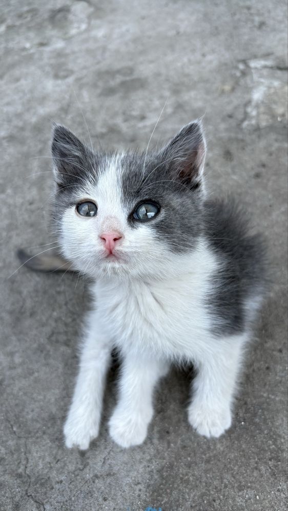 2 котёнка | мальчик и девочка