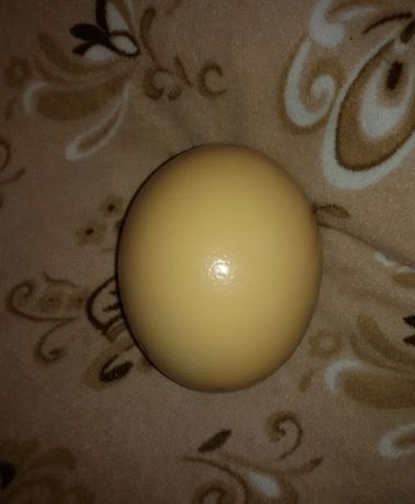 Яйцо страуса африканского пустое для декора