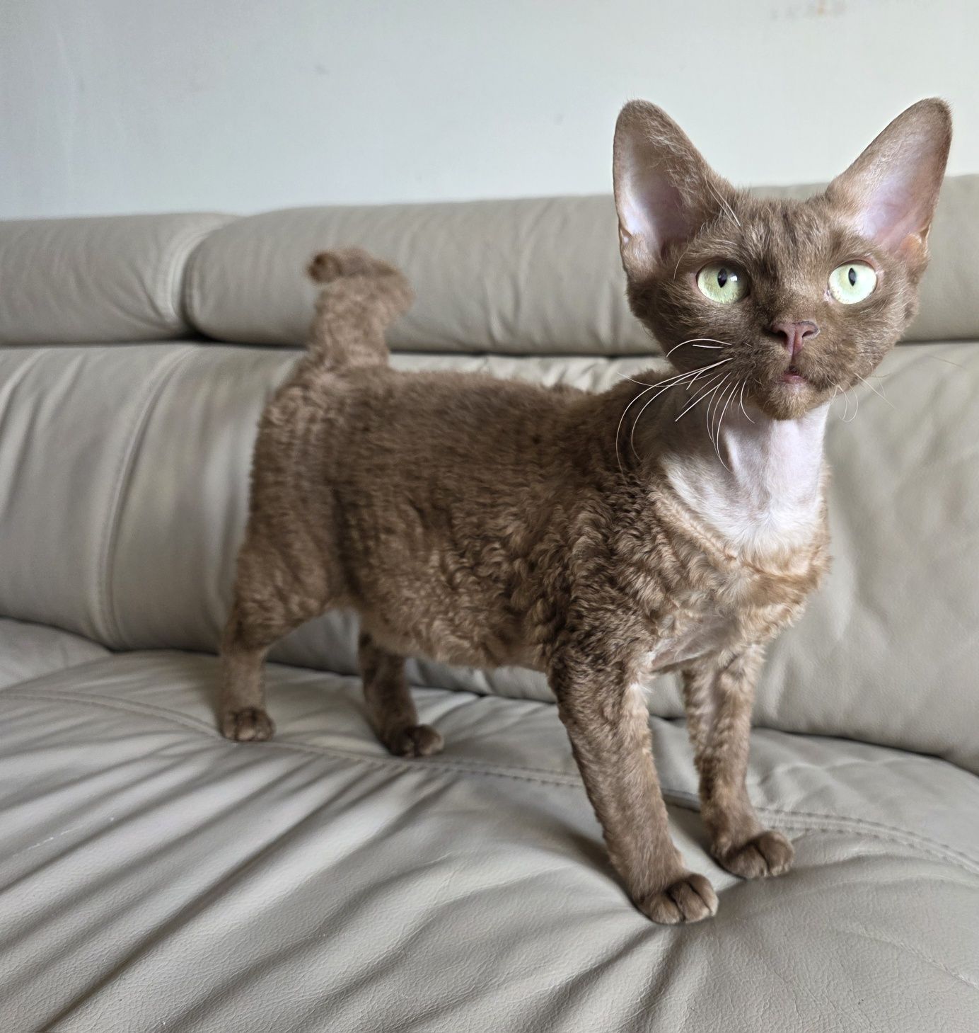 Devon Rex - Donatella - kotka Gotowa do odbioru