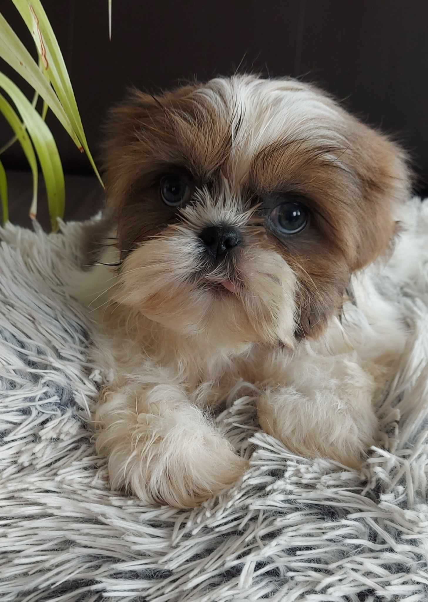 szczeniaczek SHIH TZU miniaturka umowa PASZPORT rodowód