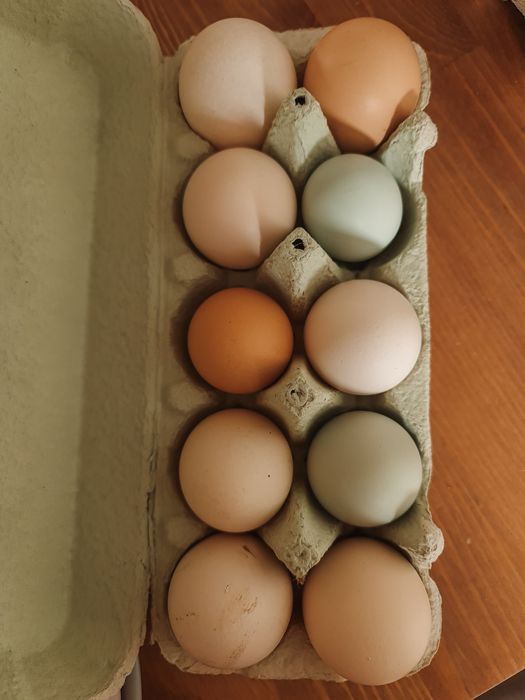 Wiejskie jajka od wolnych kurek