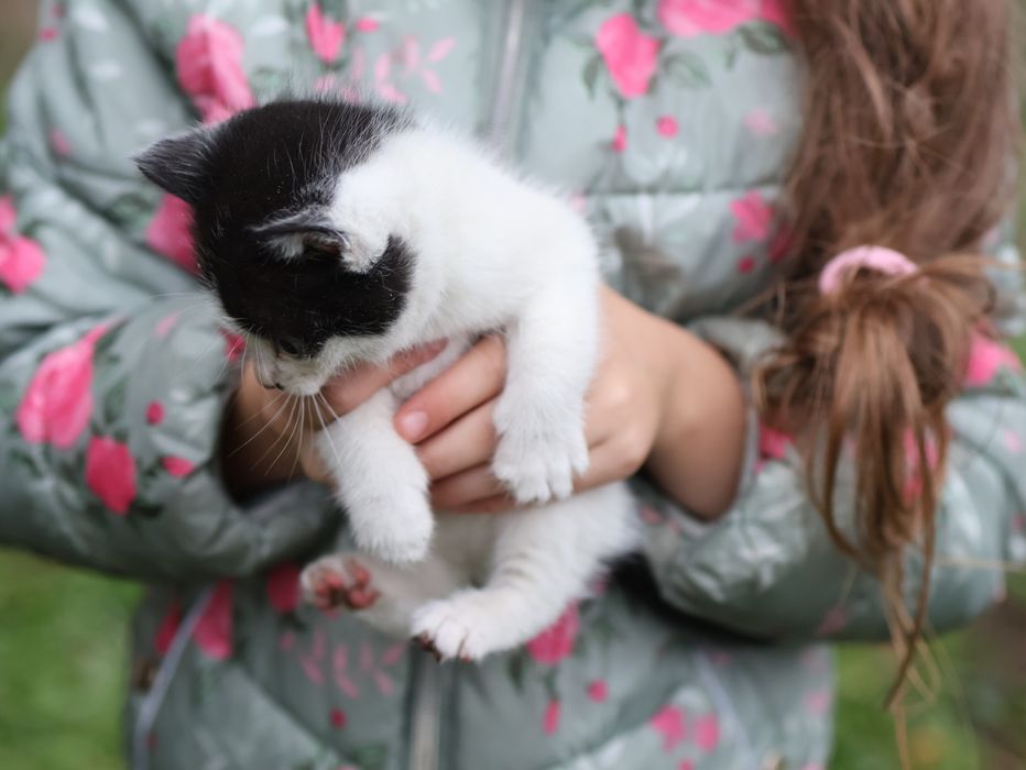 Kotki kot kotka czarno lub czarno białe odbiór grudzień