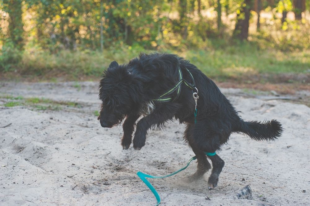 Rosynant fajny  rozczochraniec do adopcji