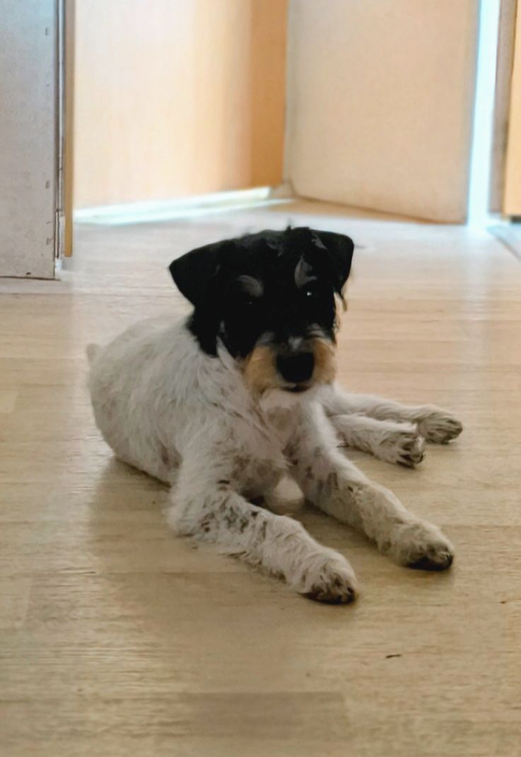 Parson Russell Terrier