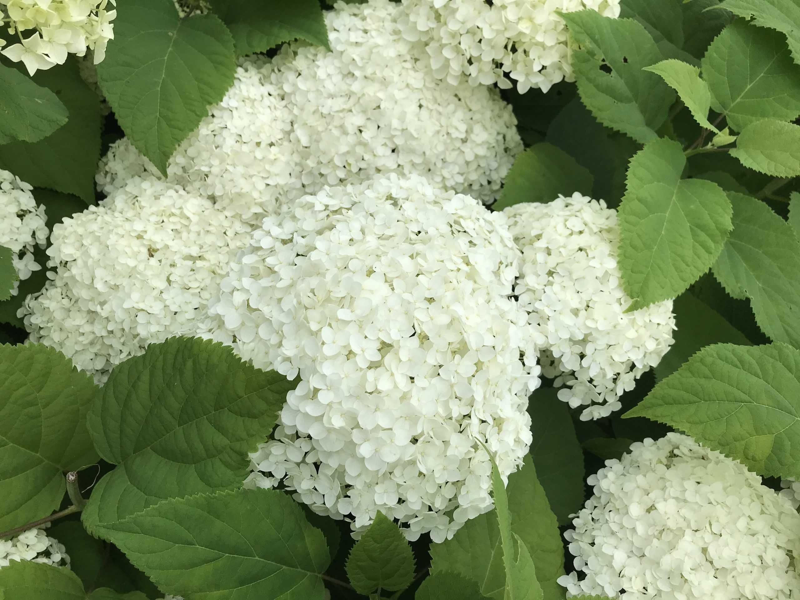 Hortensja krzewiasta Annabell - Flora Szczecin