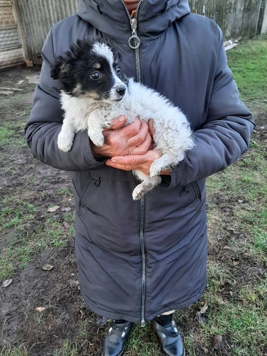 Вiддам чудове цуценятко