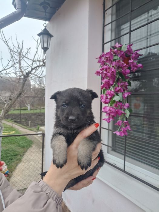 Продам щенков ВЕО