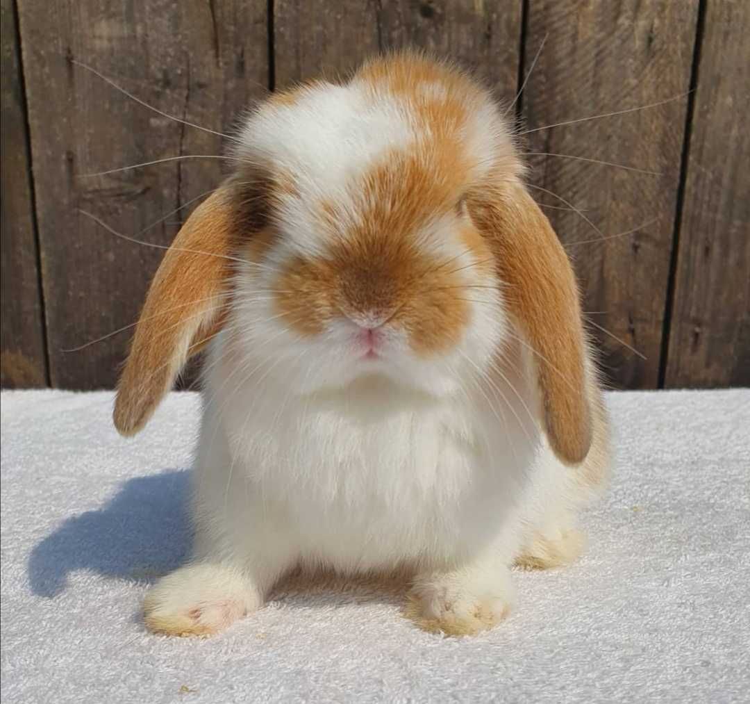 KIT Coelhos anões orelhudos, mini lop muito inteligentes e meigos