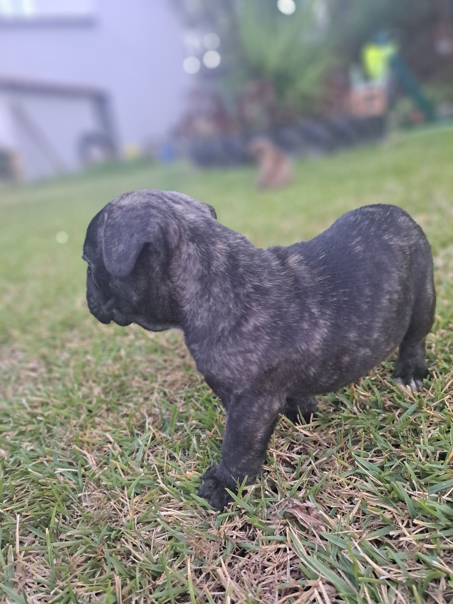 Bulldog francês macho