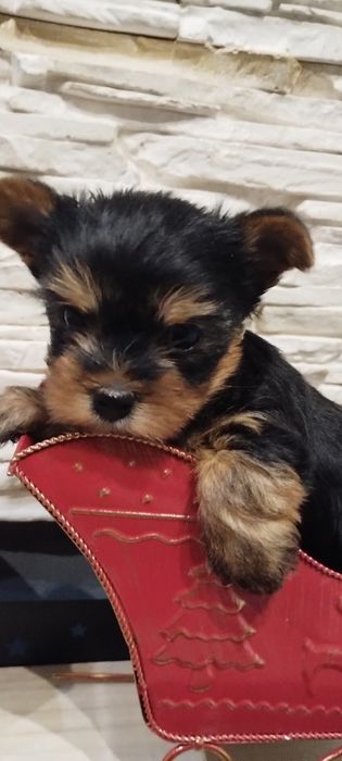 Rezerwacja szczeniąt typ laleczki maleńki  Yorkshire Terrier