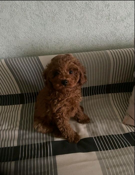 Пудель мальчик  .