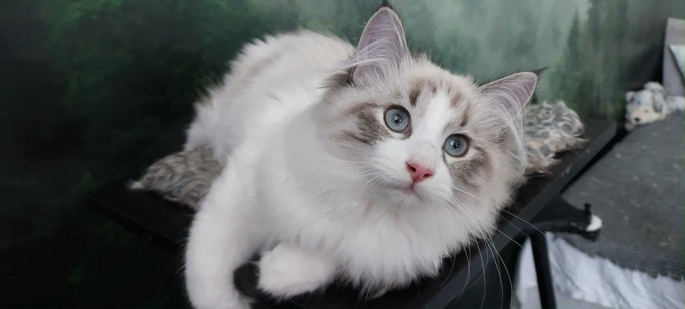 Kotka/kocięta Neva Masquerade CONCHA Pure Posh*PL