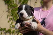 American Bully suczka