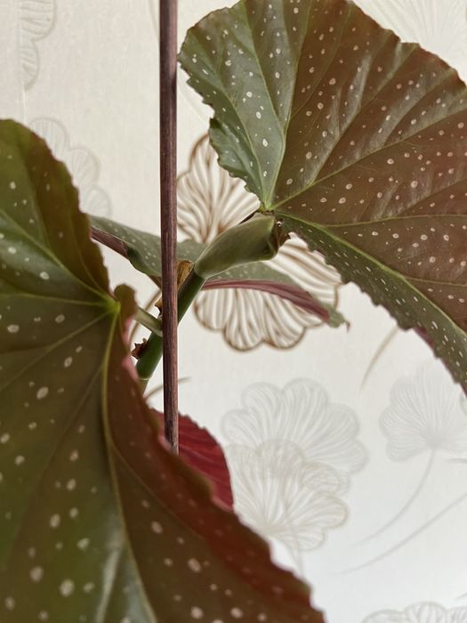 Бегонія Angel Wing (Крила ангела)