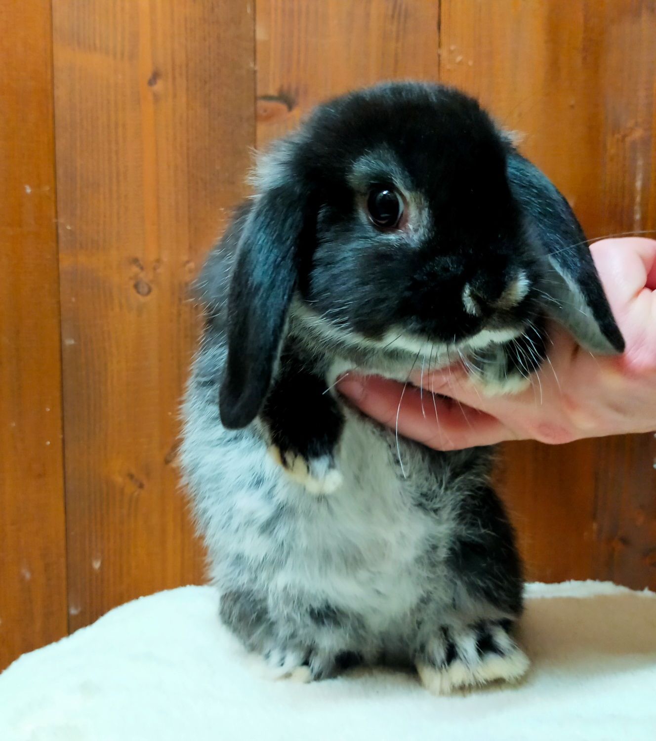 Królik baranek mini lop