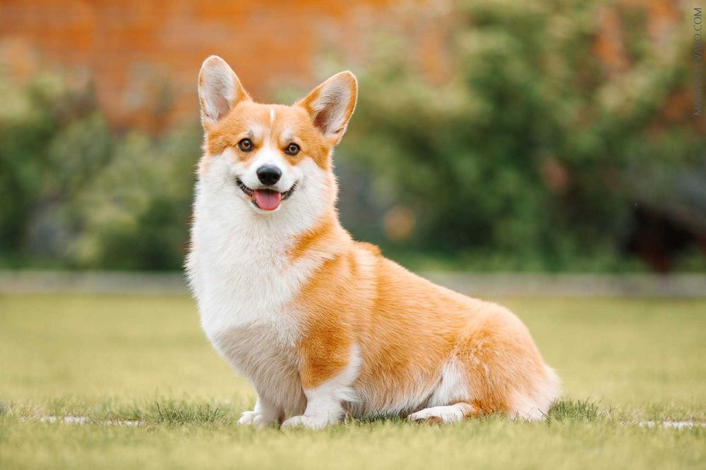 Пропонуємо хлопчика Вельш Коргі Пемброк