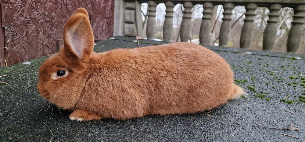 Nowozelandzki czerwony samiec z rodowodem kroliki nowozelandzkie