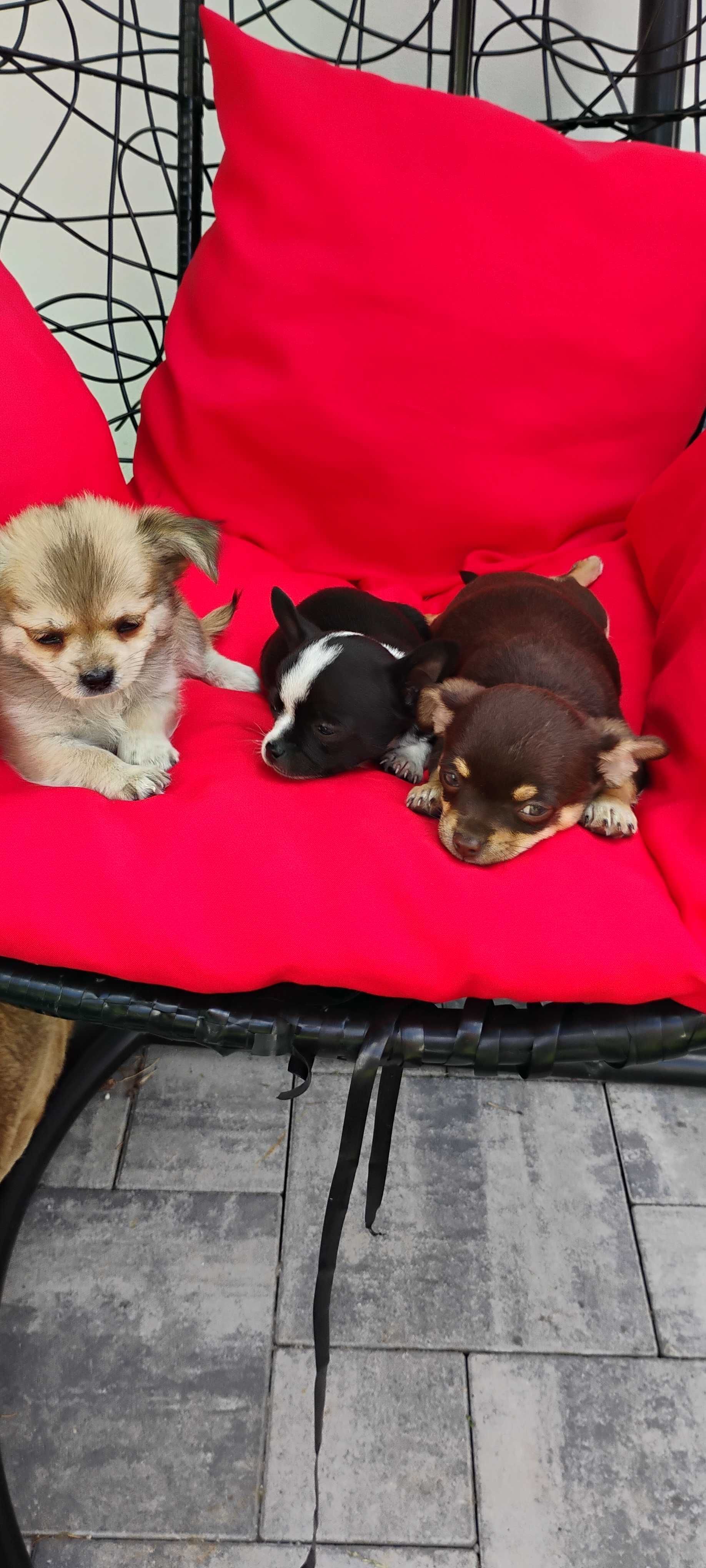 Pieski Chihuahua