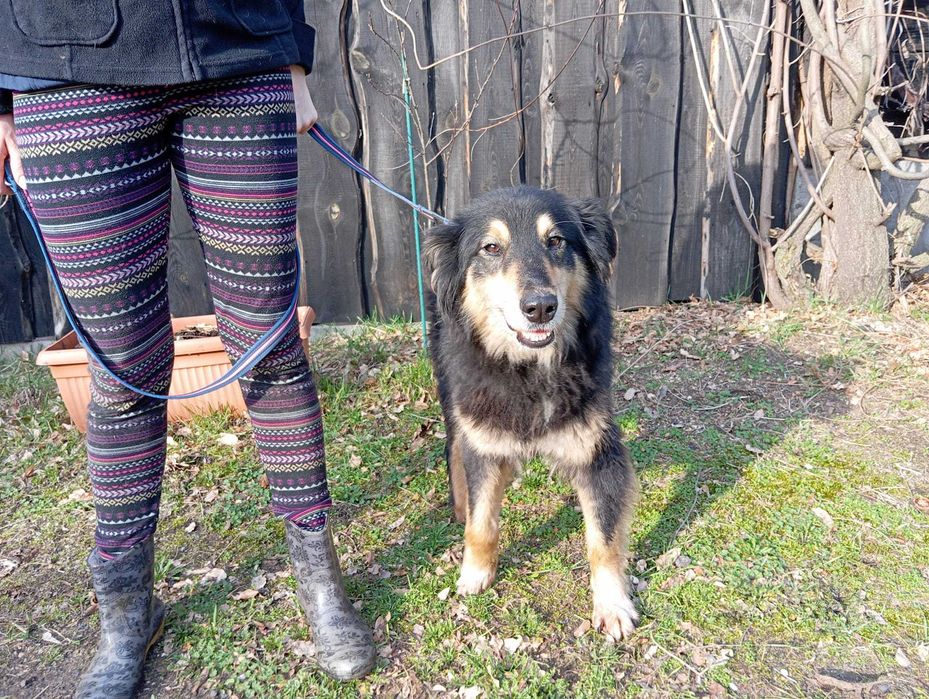 Belgia - super fajna sunia szuka domu