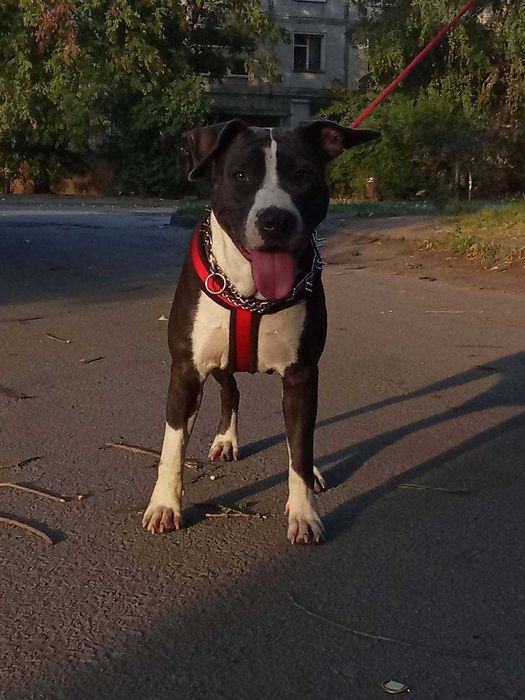 Стаффорд дивченка 1год сума 5000