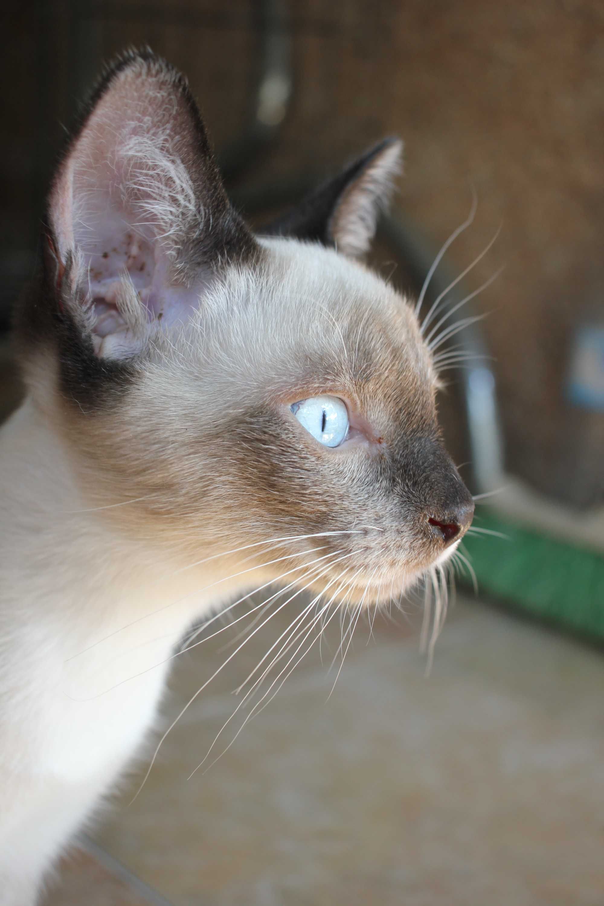 MACHO | Gatinho de olhos azuis e com a 1.a vacina para adoção