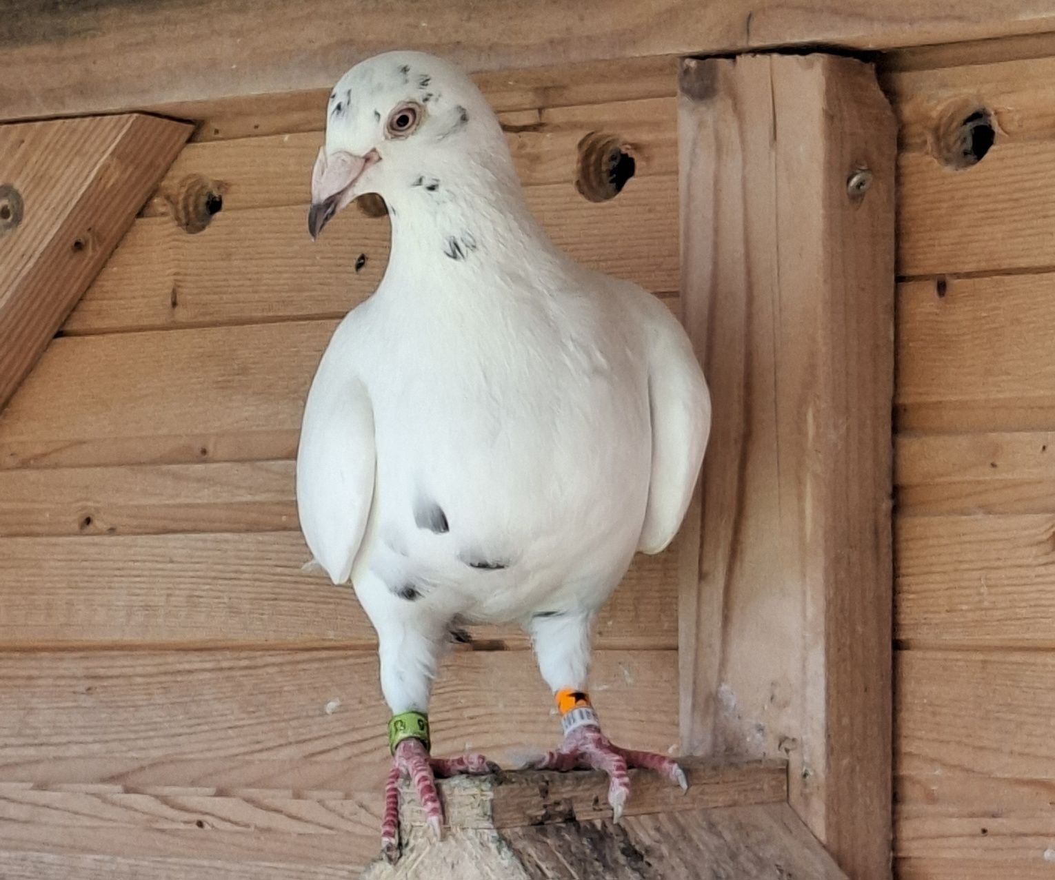 Gołębie tygrysy pocztowe białe cały lot
