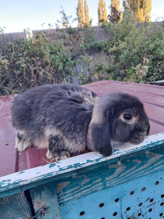 Кролі рш, фб, нсв