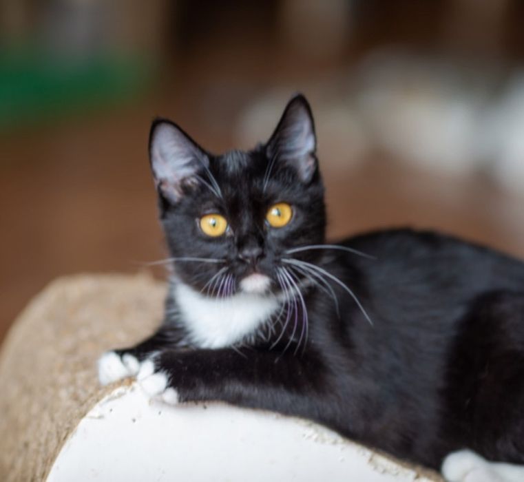 Панда 1,5 года, кошечка, котенок, маленькая кошечка