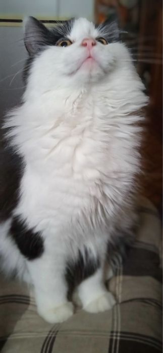 Котики в добрые руки