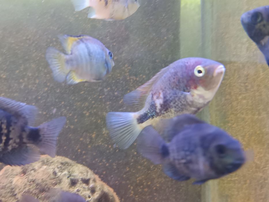 Viejas marble fenestratus