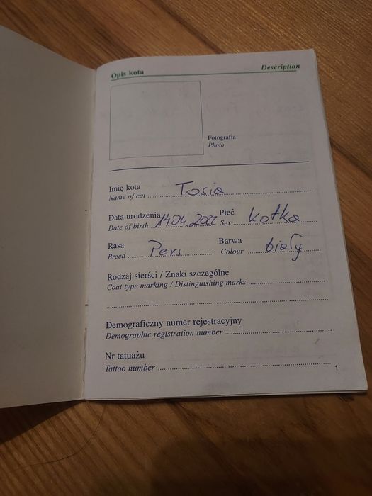 Kot perski, Kotka perska