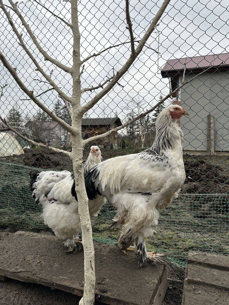 Кури породи «Брама»