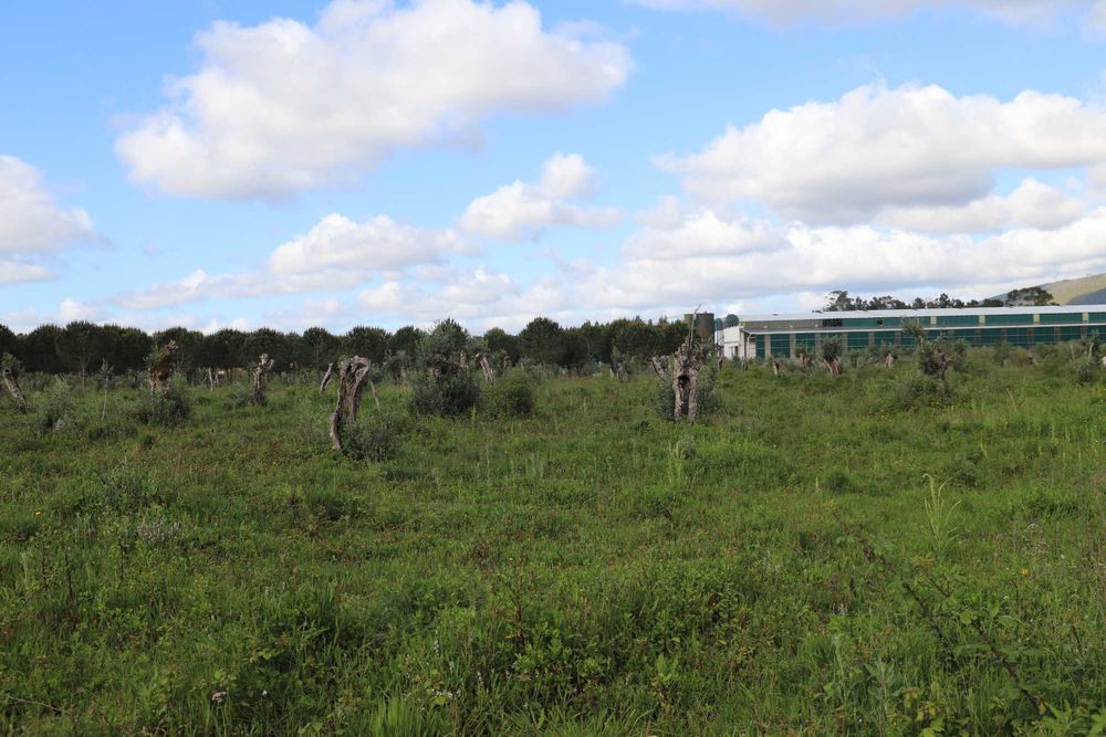 Oliveiras centenárias de variedade galega - Preços de 75€ - 200€