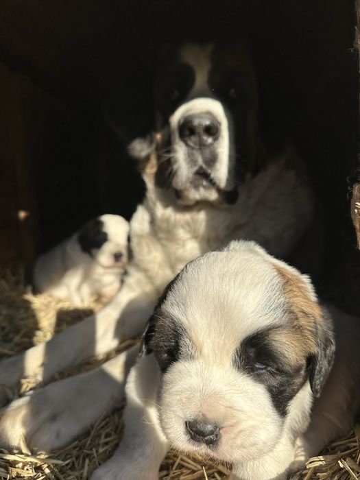 Щенки Московские стороживые