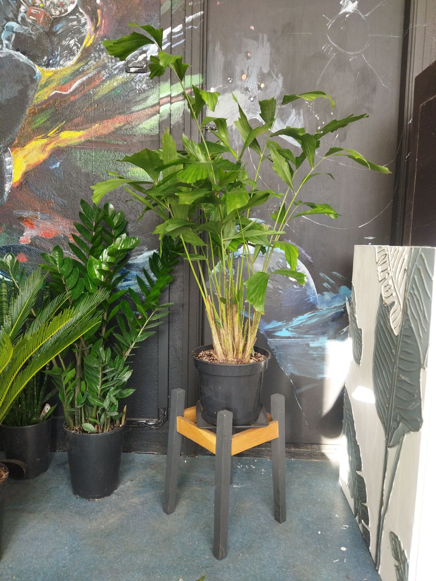 Пальма Каріота Caryota 1 метр Кариота