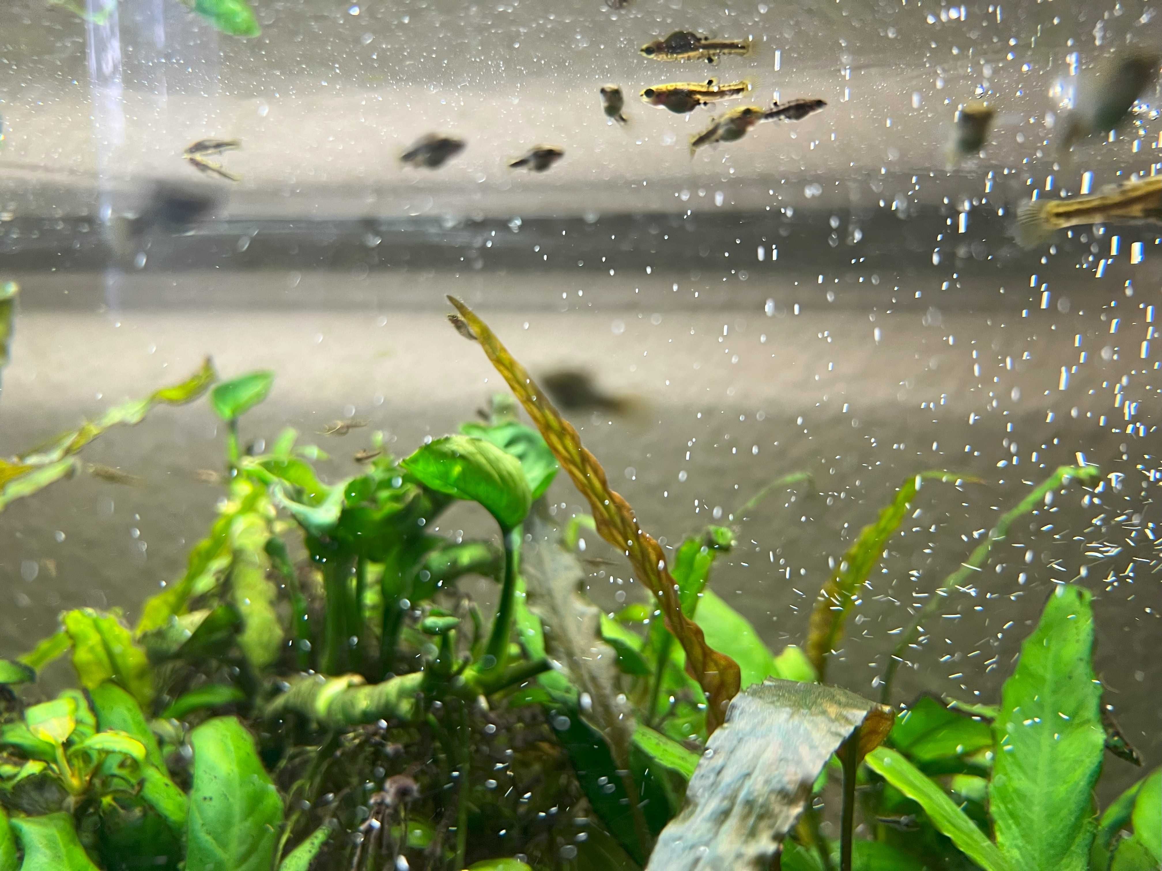 Drobniczka jednodniówka Heterandria formosa